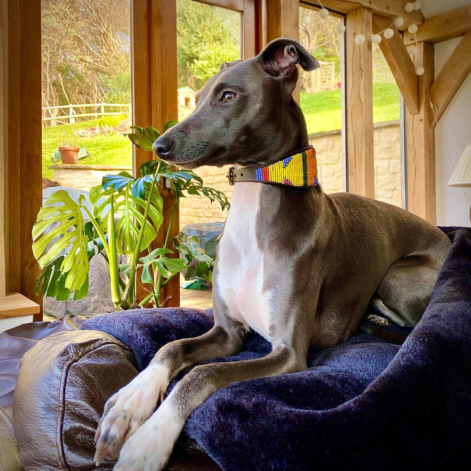 Beaded Leather Lurcher Dog Collars Neck Size 1315 Etsy UK