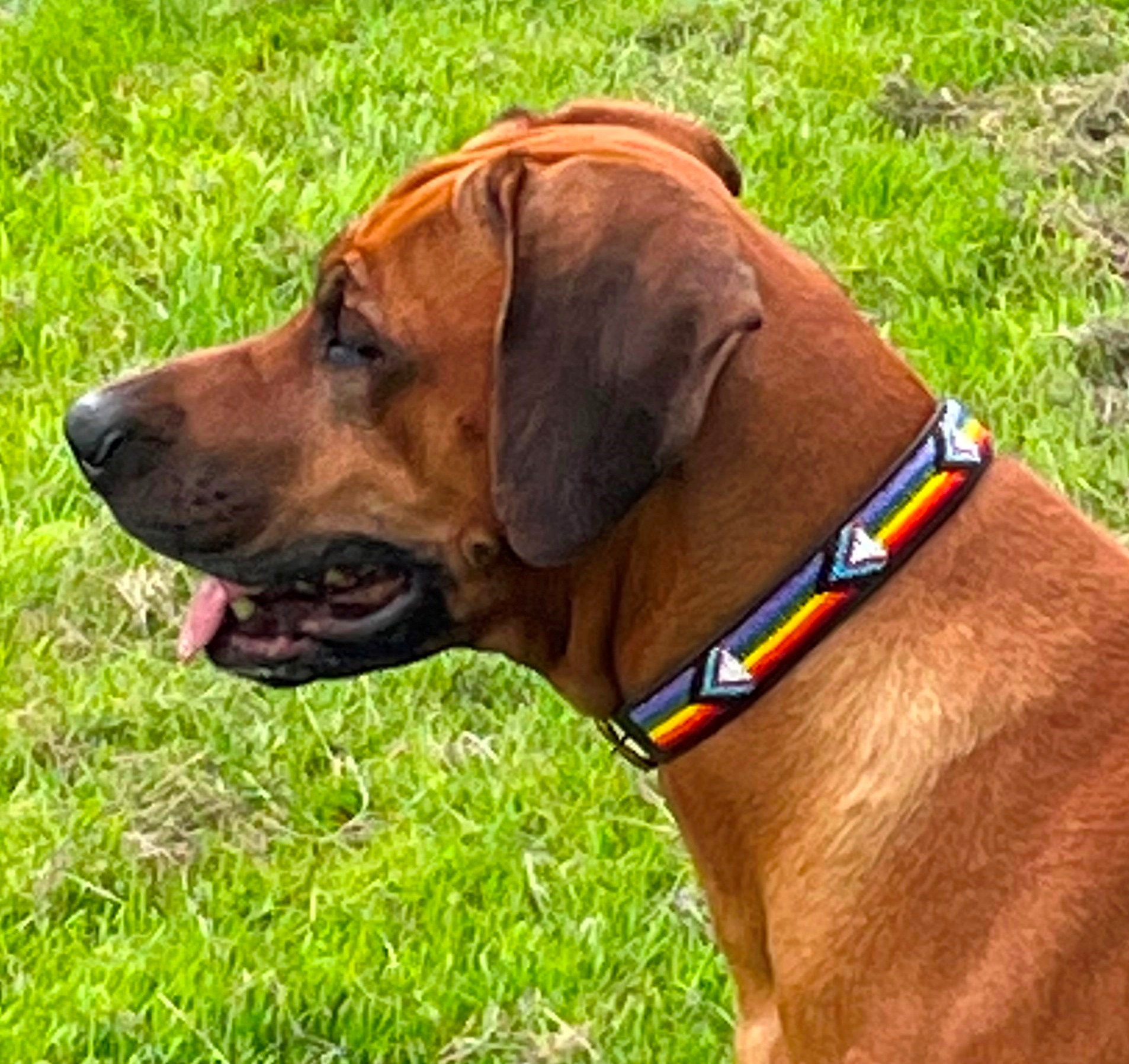 large breed collars