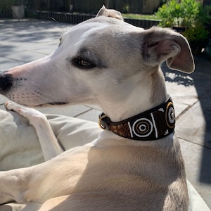 K&ouml;nnte beinhalten: Ein wei&szlig;er und grauer Whippet-Hund, der ein braunes Lederhalsband mit wei&szlig;en und goldenen Perlenakzenten tr&auml;gt. Das Halsband hat ein geometrisches Muster.