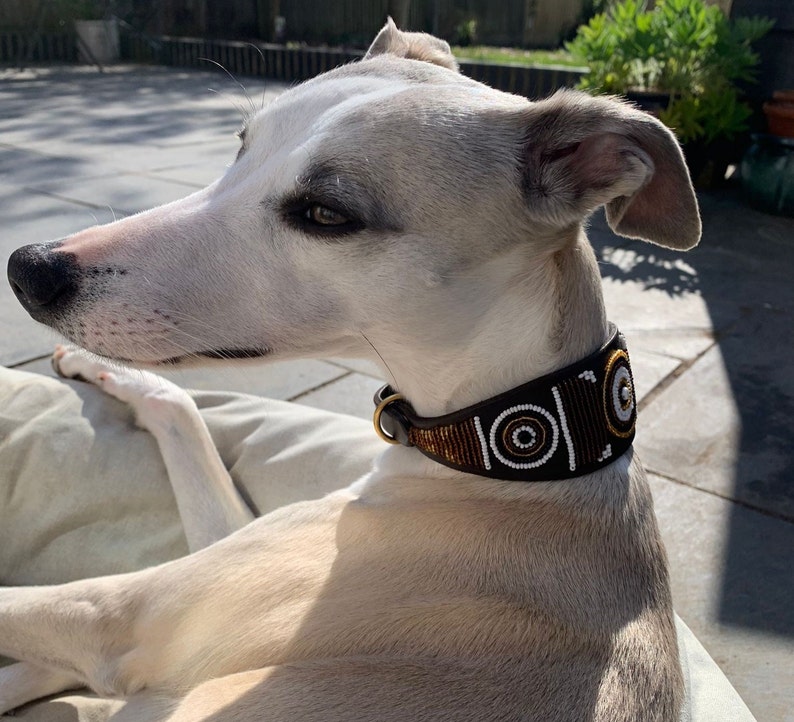 K&ouml;nnte beinhalten: Ein wei&szlig;er und grauer Whippet-Hund, der ein braunes Lederhalsband mit wei&szlig;en und goldenen Perlenakzenten tr&auml;gt. Das Halsband hat ein geometrisches Muster.