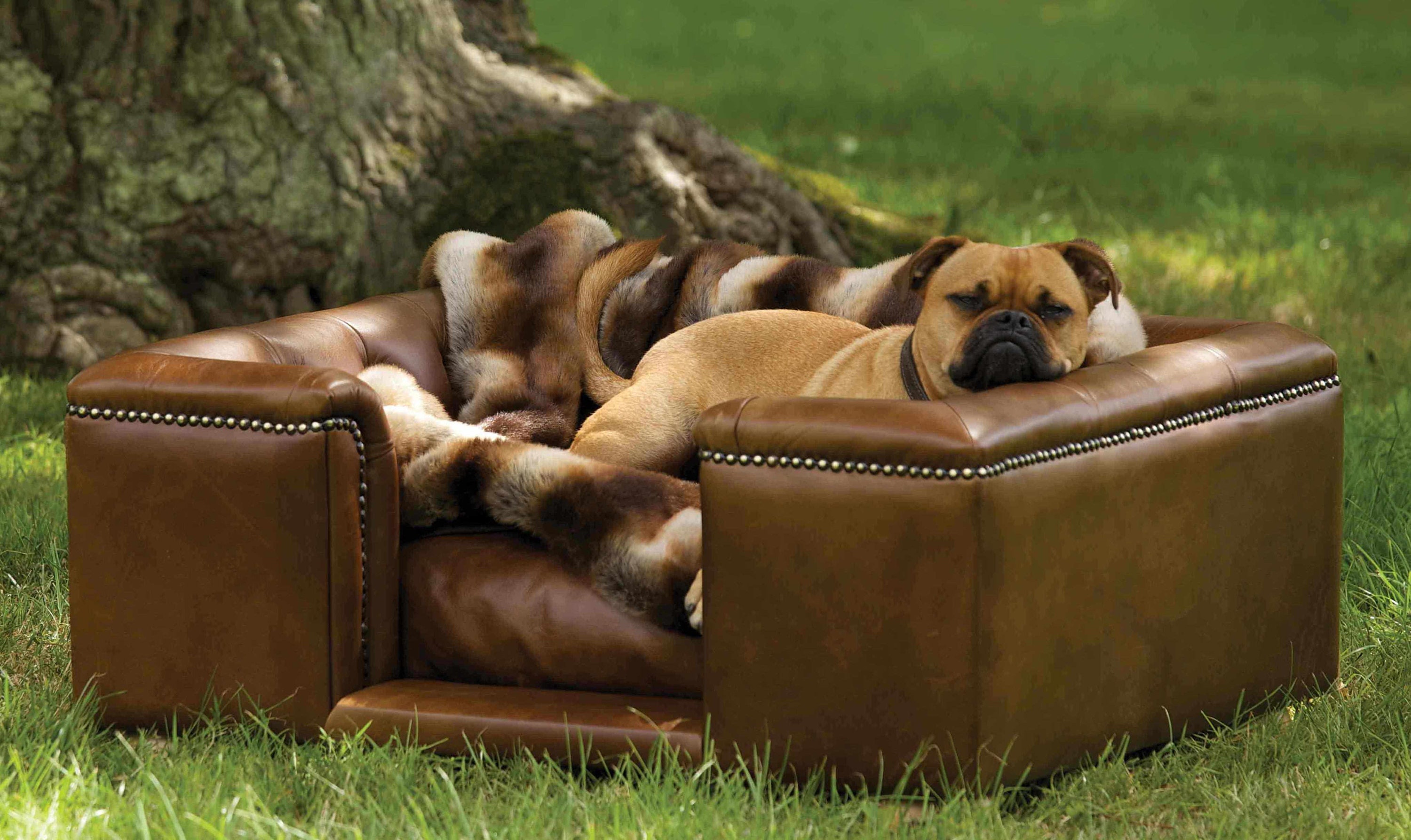 Luxury sandringham Dog Bed Natural Tan Real Leather Chesterfield Style Handcrafted in the UK Etsy Canada
