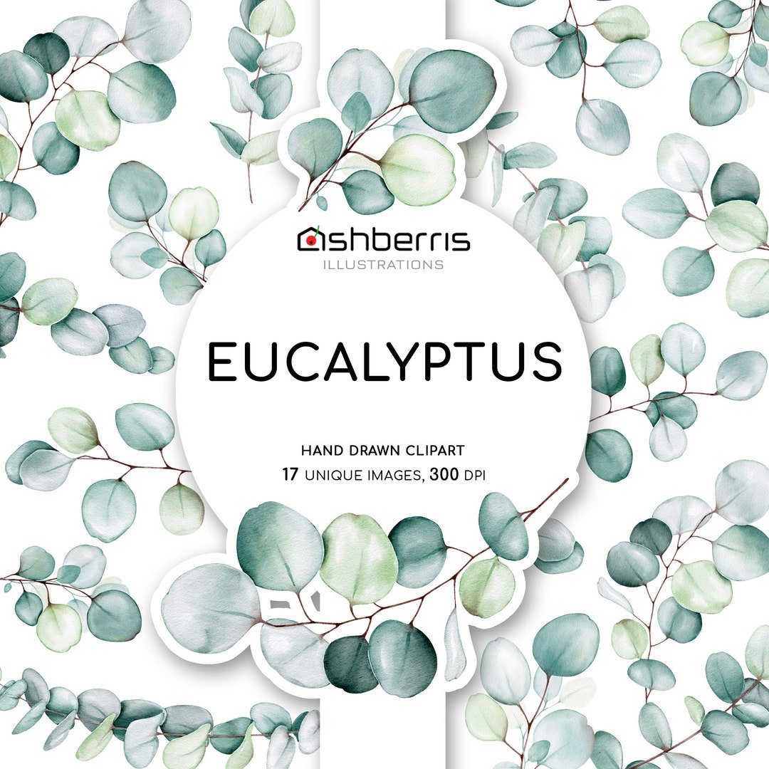 Eucalyptus Leaves Clipart Eucalyptus Clip Art Eucalyptus - Etsy