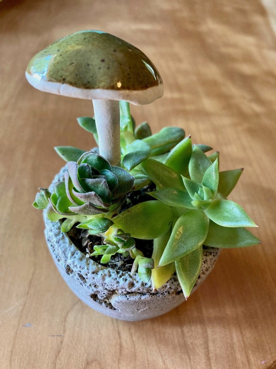 Jardin en céramique / Champignons végétaux en pot Etsy