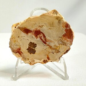 Small Petrified Wood Slab - 1145 - Rare Petrified Wood Slabs, Mini Wood Slabs, Gift Ideas, Petrified Wood with Stand, Wood, Wood Carving