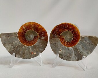 Small Ammonite Pair - 297 - Water Fossils, Fossils, Fast Free Shipping, Gift Ideas, Ocean Fossils, Ammonite Pair, Pair of Ammonites