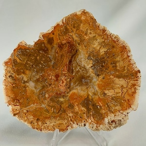 Petrified Wood - 022, Petrified Wood Slabs, Wood Slabs, Free Shipping, Gift Ideas, Petrified Wood with Stand, Wood, Wood Carvings, Wood