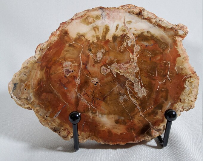 Petrified Wood 005, Petrified Wood Slabs, Aged Wood, Free Shipping