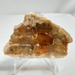 Small Petrified Wood Slab - 826 - Rare Petrified Wood Slabs, Mini Wood Slabs, Gift Ideas, Petrified Wood with Stand, Wood, Wood Carving