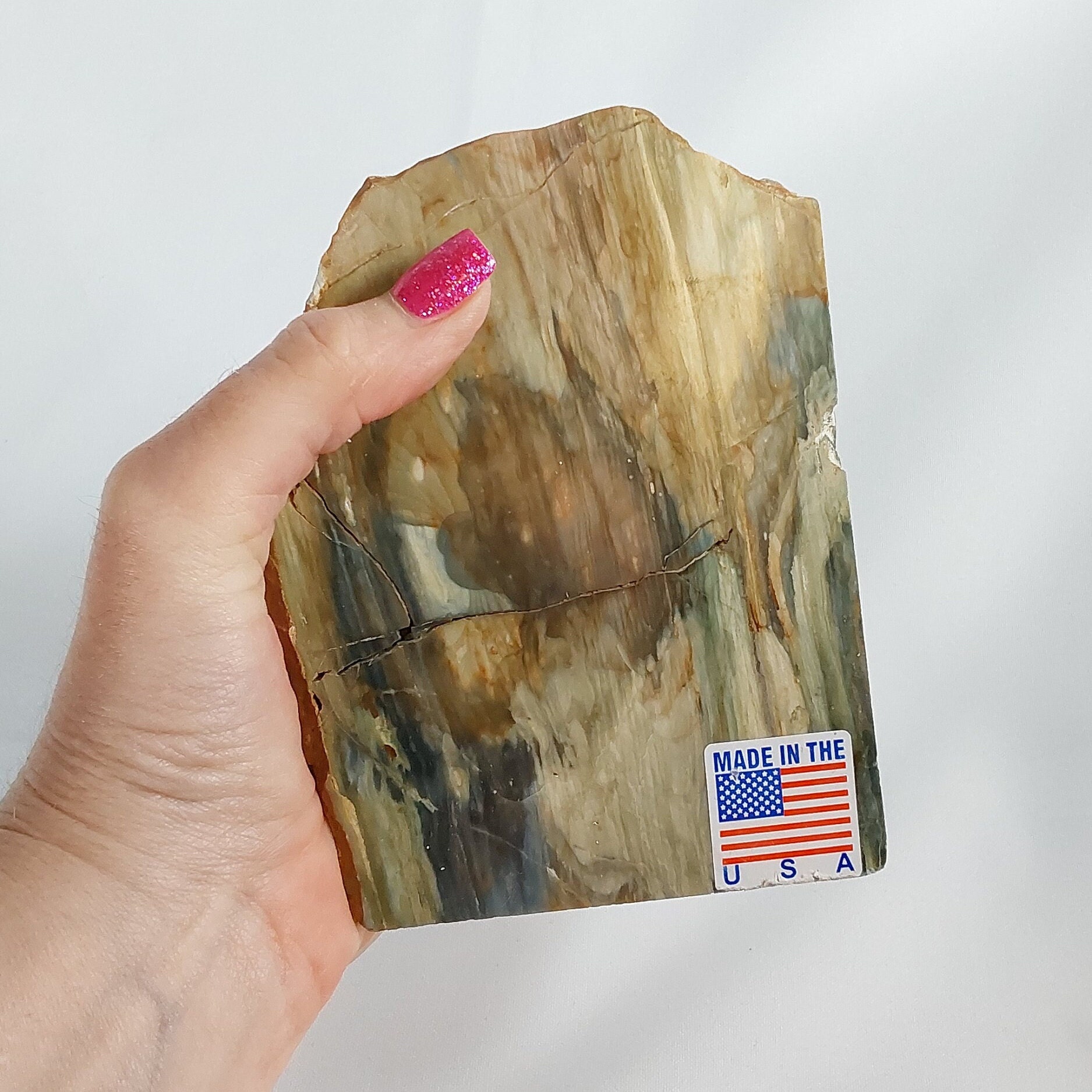 Petrified Bogwood - 031 - Rare Petrified Wood, Miocene