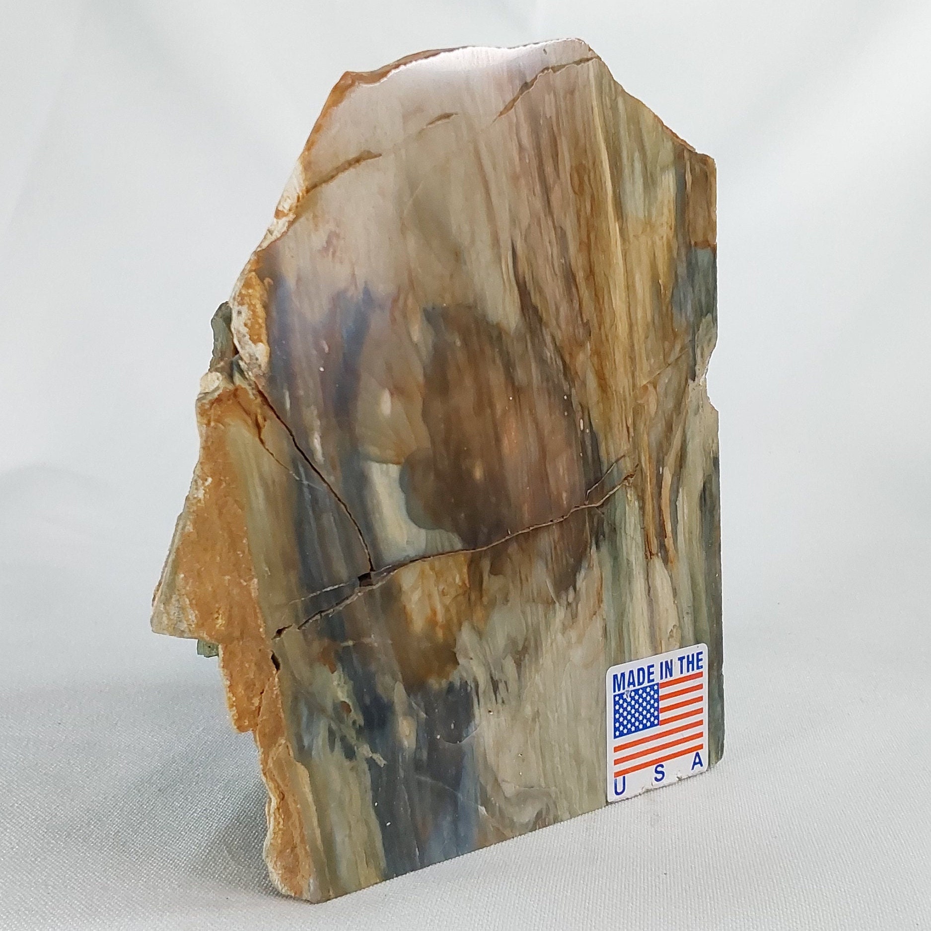 Petrified Bogwood - 031 - Rare Petrified Wood, Miocene