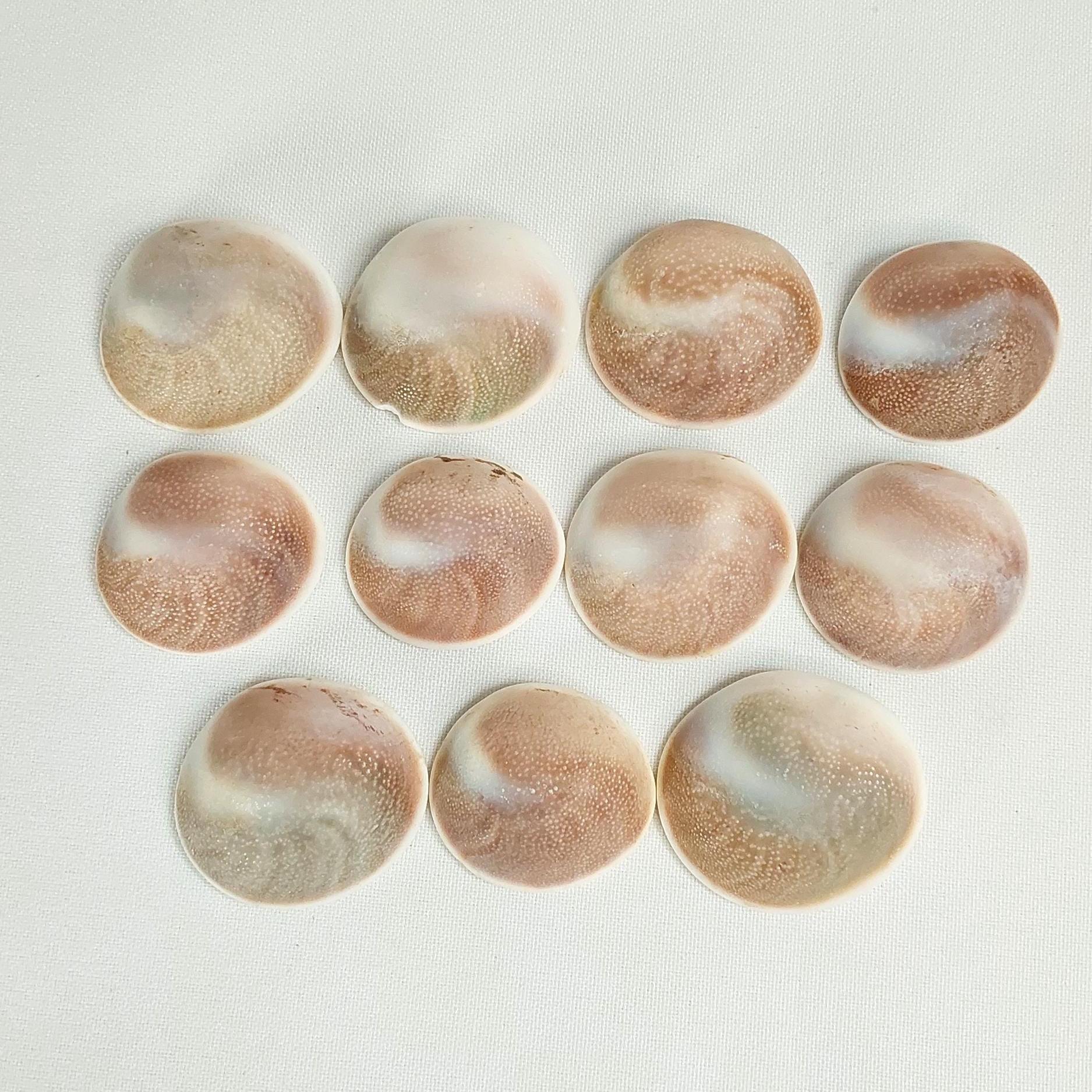 Shiva Shells - 677 - Gomi Chakra Stones, Shive Eye Shells, Snail Shells, Spiral Shells, Sea Fossils, Water Fossils, Pacific Cat's Eye, Shell