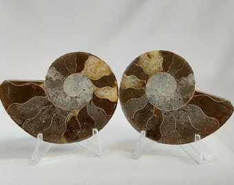 Small Ammonite Pair - 303 - Water Fossils, Fossils, Fast Free Shipping, Gift Ideas, Ocean Fossils, Ammonite Pair, Pair of Ammonites