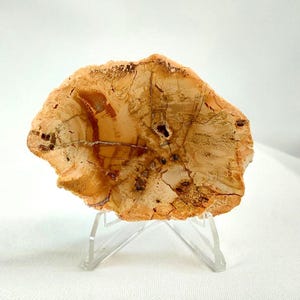 Small Petrified Wood Slab - 280 - Rare Petrified Wood Slabs, Mini Wood Slabs, Gift Ideas, Petrified Wood with Stand, Wood, Wood Carving