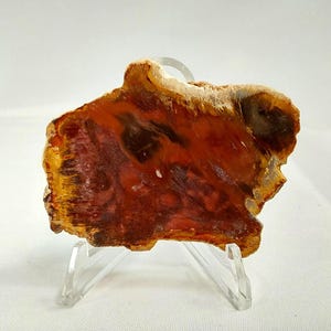 Small Petrified Wood Slab - 1141 - Rare Petrified Wood Slabs, Mini Wood Slabs, Gift Ideas, Petrified Wood with Stand, Wood, Wood Carving