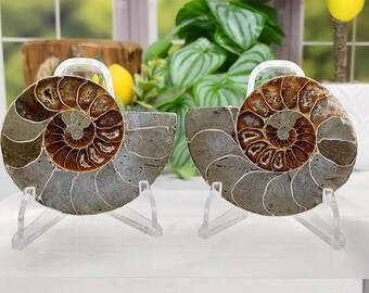 Small Ammonite Pair - 299 - Water Fossils, Fossils, Fast Free Shipping, Gift Ideas, Ocean Fossils, Ammonite Pair, Pair of Ammonites