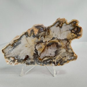 Polished Petrified Wood Slab with Stand - Madagascar Quartz Accent