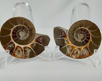 Small Ammonite Pair - 287 - Water Fossils, Fossils, Fast Free Shipping, Gift Ideas, Ocean Fossils, Ammonite Pair, Pair of Ammonites