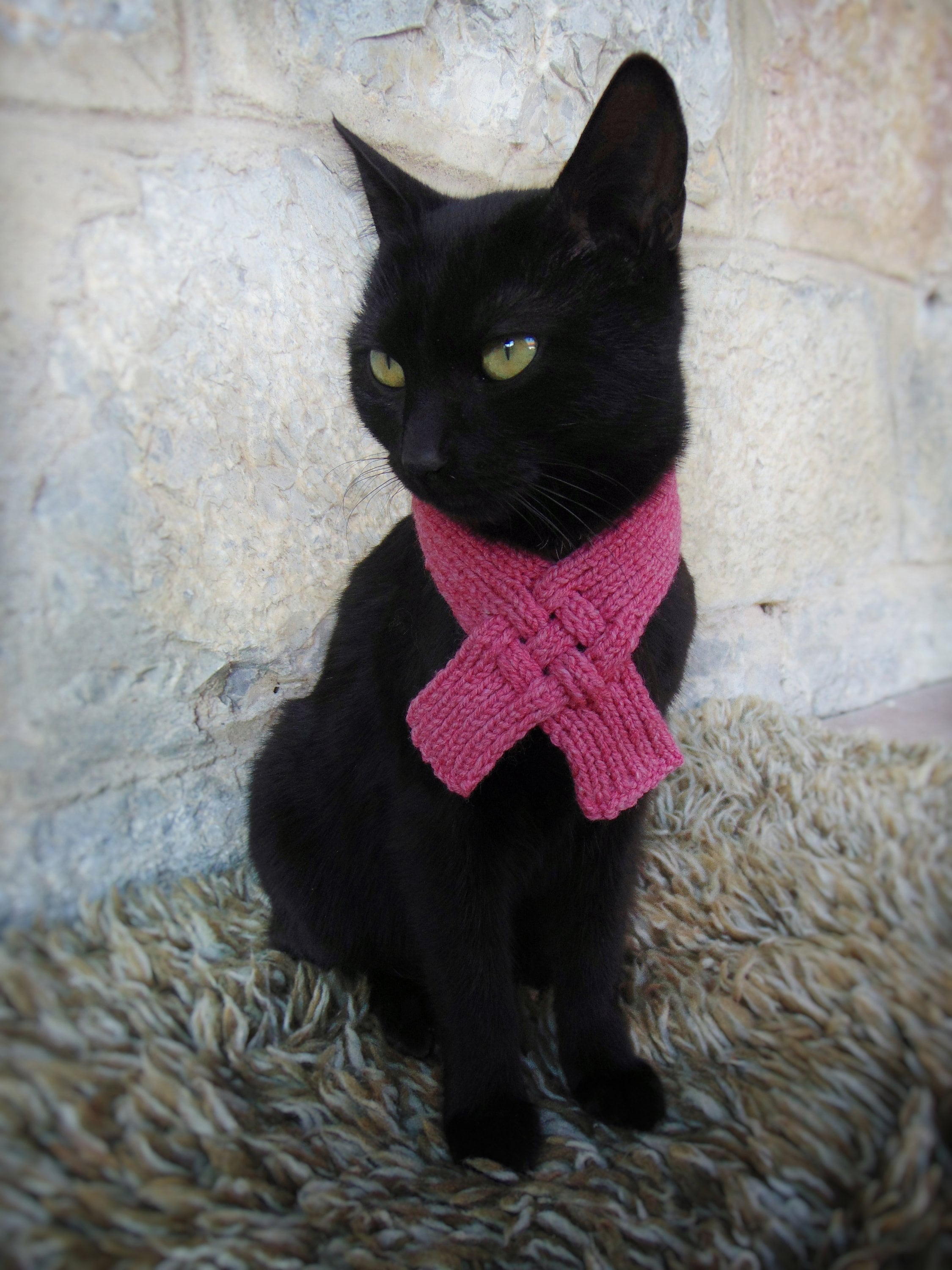 Scarf for Cat Pet Scarf Cat Accessories Kitten Outfit Gift Etsy