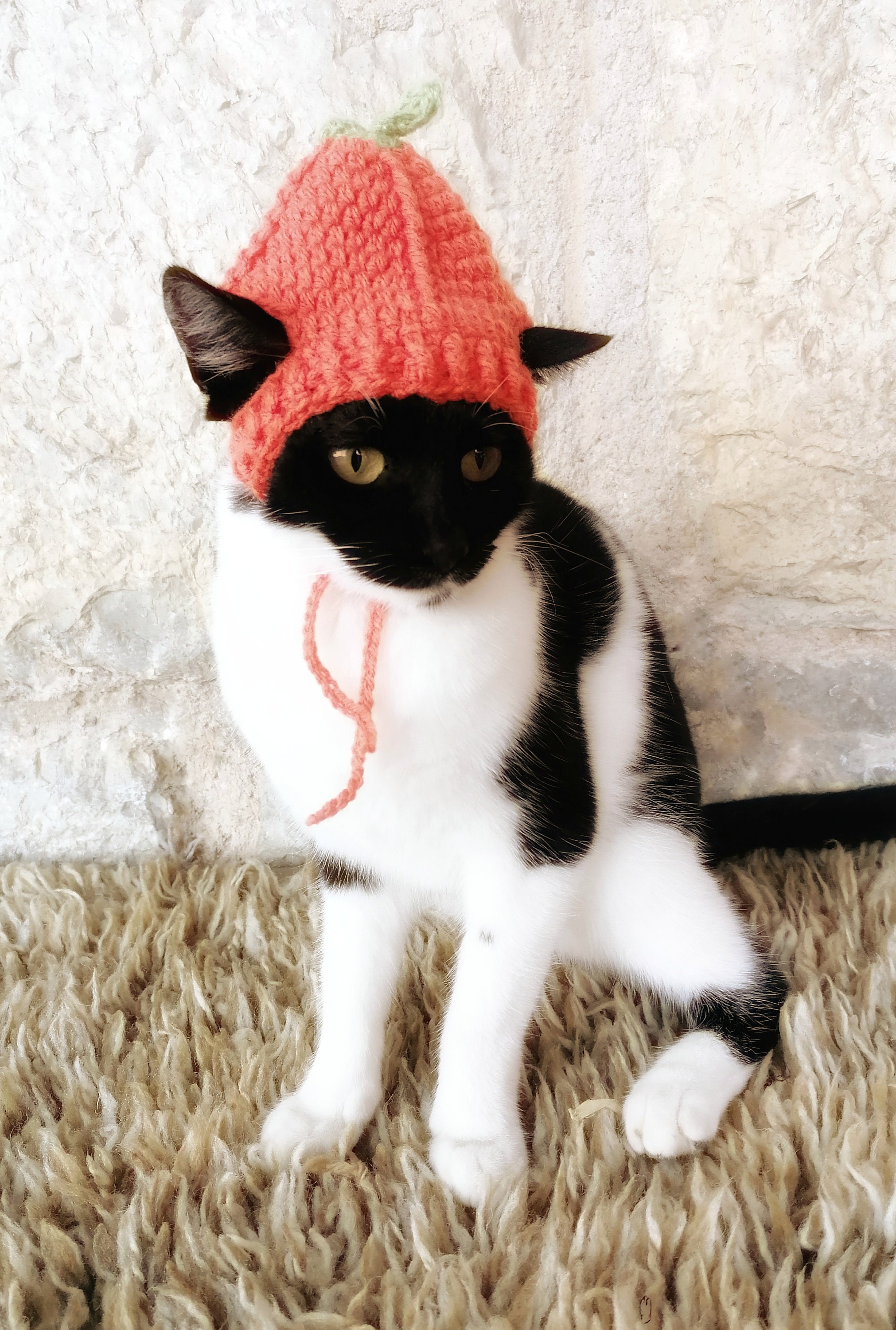 Pumpkin Hat for Cat Pumpkin Pet Costume Halloween Costume Etsy