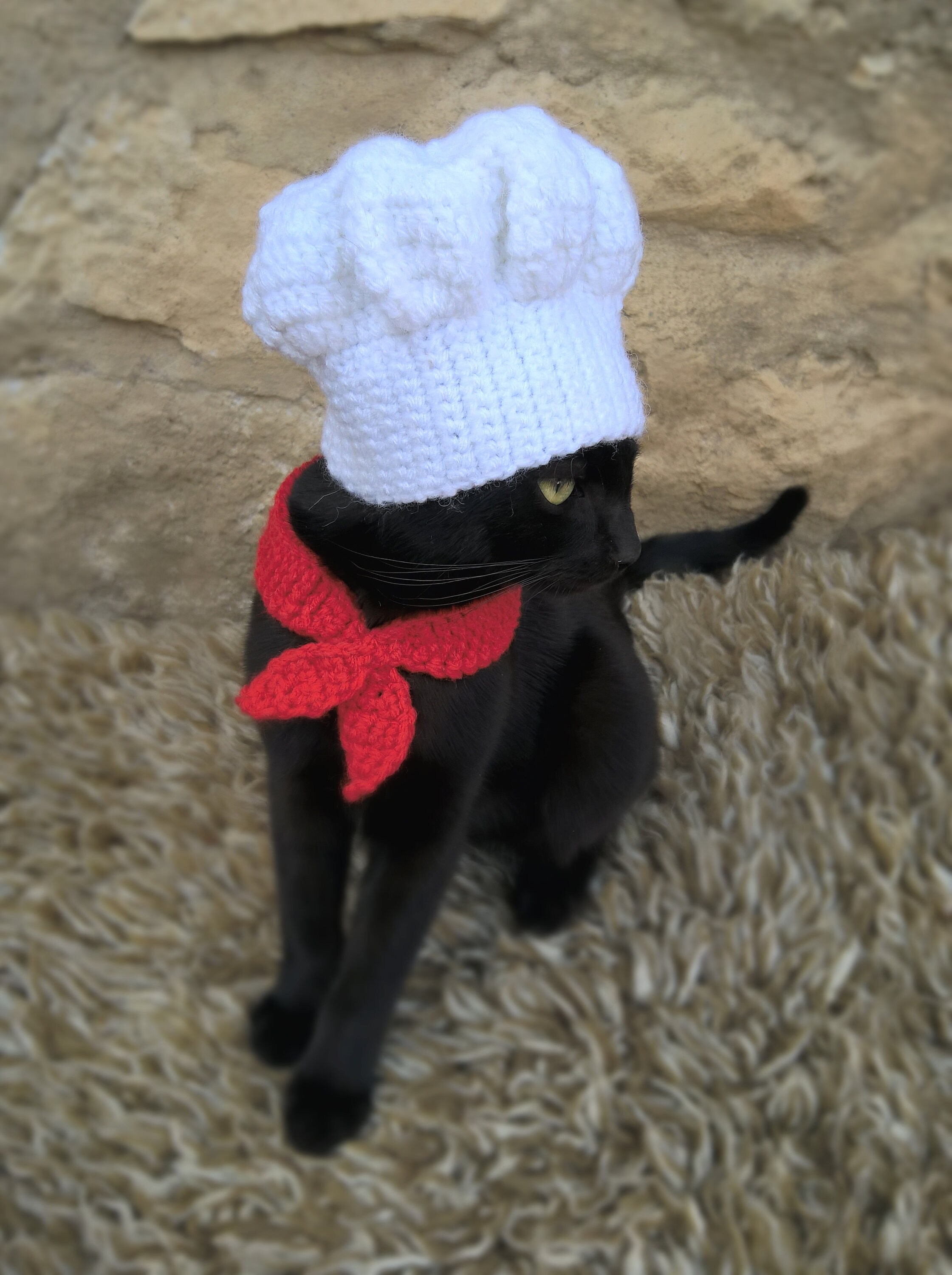 Chef Cat Costume Hat and Red Scarf Chef Pet Halloween Etsy