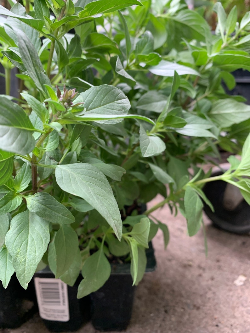Combo of 2 thai basil plant. Live basil plant vietnamese basil Etsy