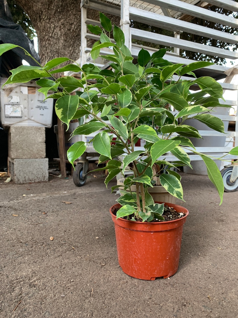 Live variegated benjamin ficus plant 6in Pototsize FULL Live variegated benjamin ficus plant 6in Pototsize FULL