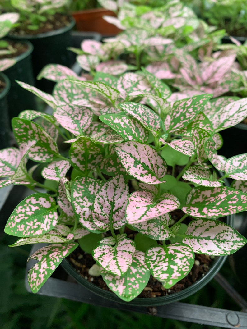 Live pink polka plant polka dot plant indoor plant 4 in Etsy