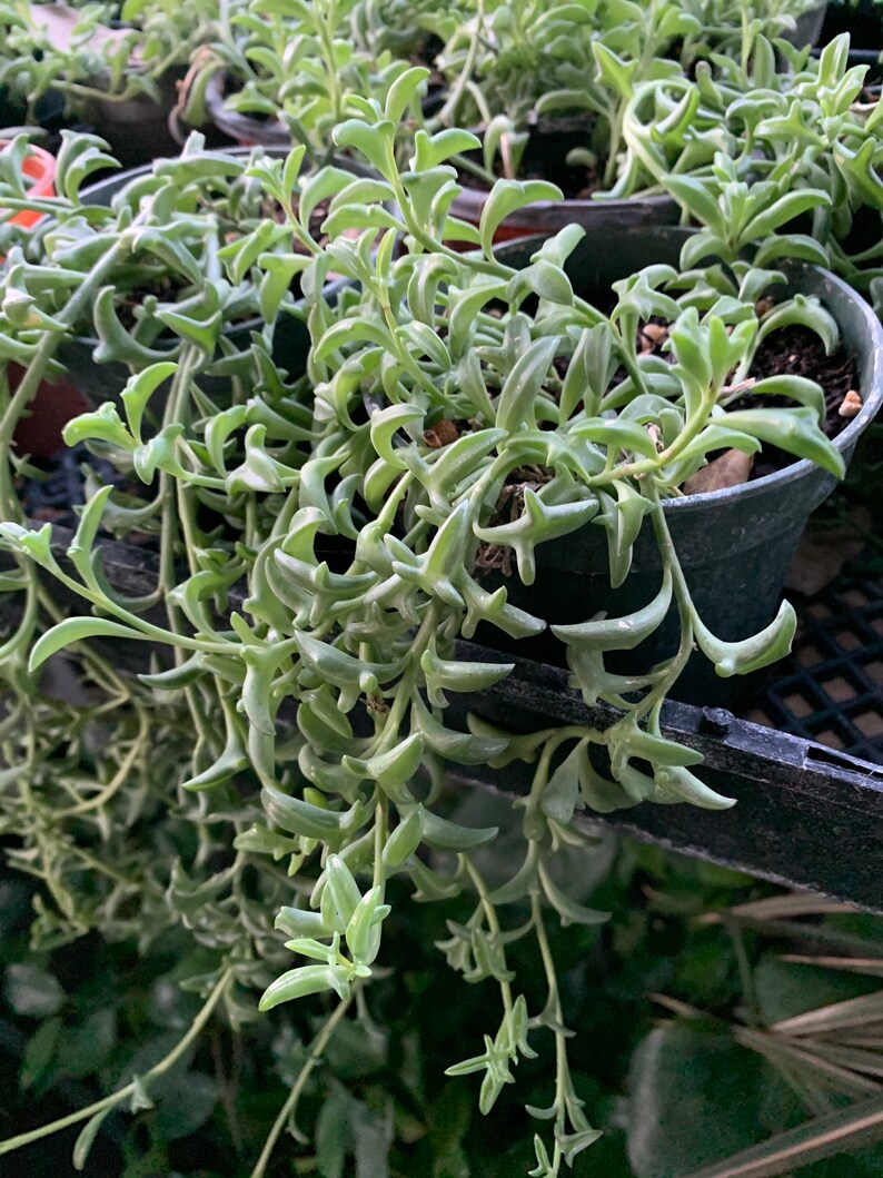 Live string of dolphin plant indoor plant 4 in potsize FULL Etsy