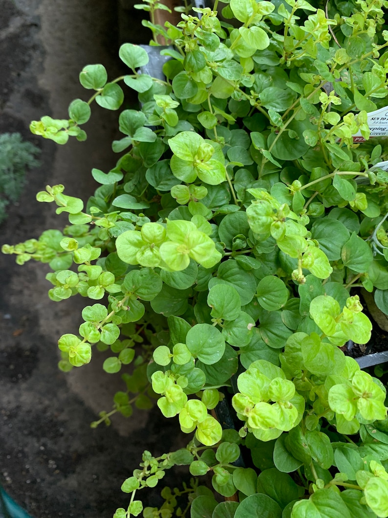 LIVE creeping jenny Plant yellow green ground cover plant