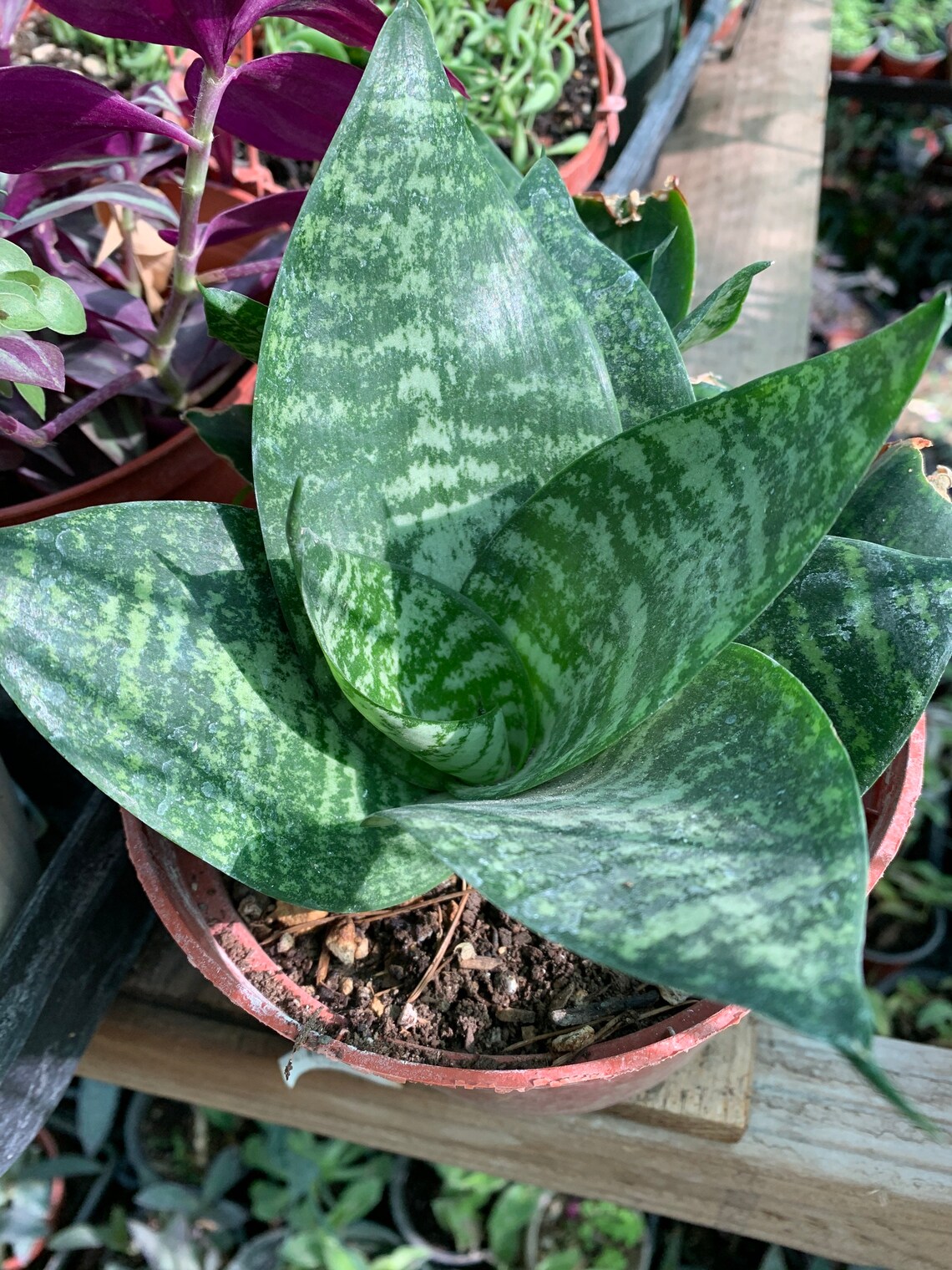 Live short snake green snake plant mother in law tongue Etsy