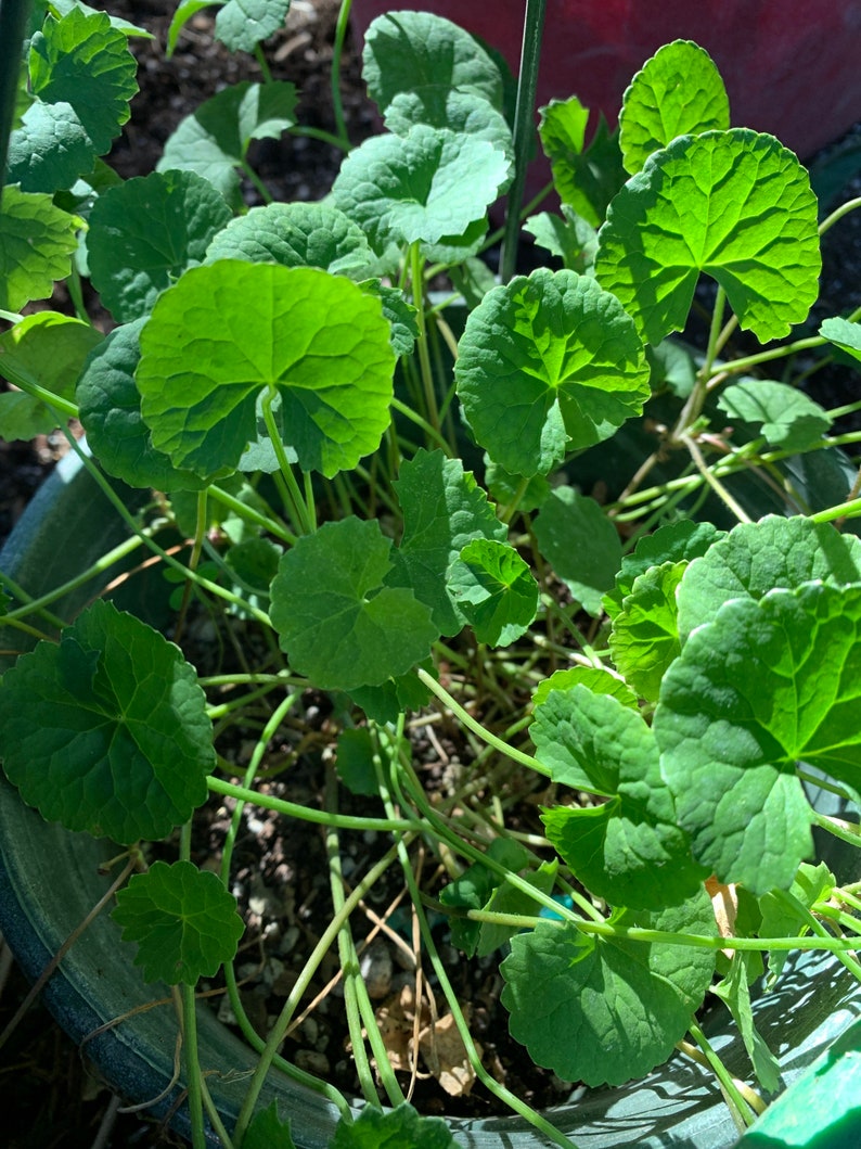 Live heart leaf gotu kola plant rau ma vietnMese. Adian Etsy