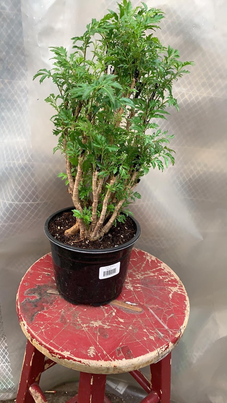 Live Ming Aralia Pre Bonsai Tree Polyscias fruticosa Aralia Etsy