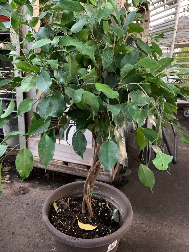 Live braid. Ficus benjamin ficus Plant 1gallon Pototsize Live braid. Ficus benjamin ficus Plant 1gallon Pototsize