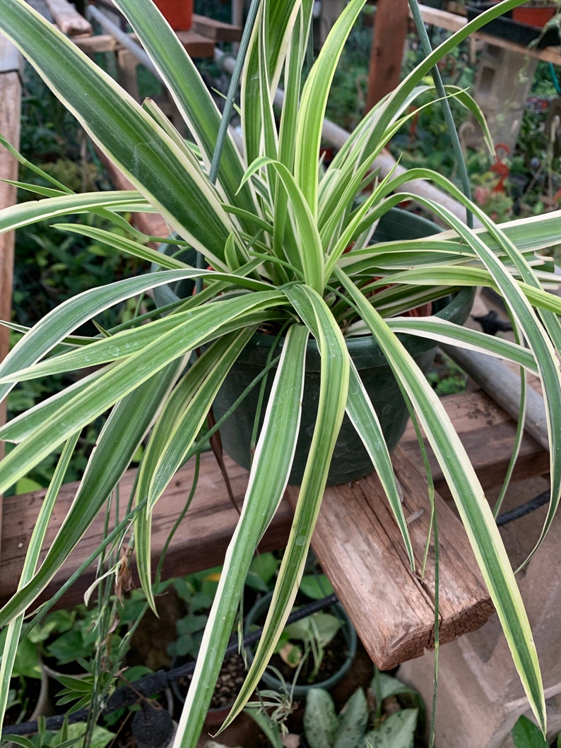 Green white leaf plant Idea