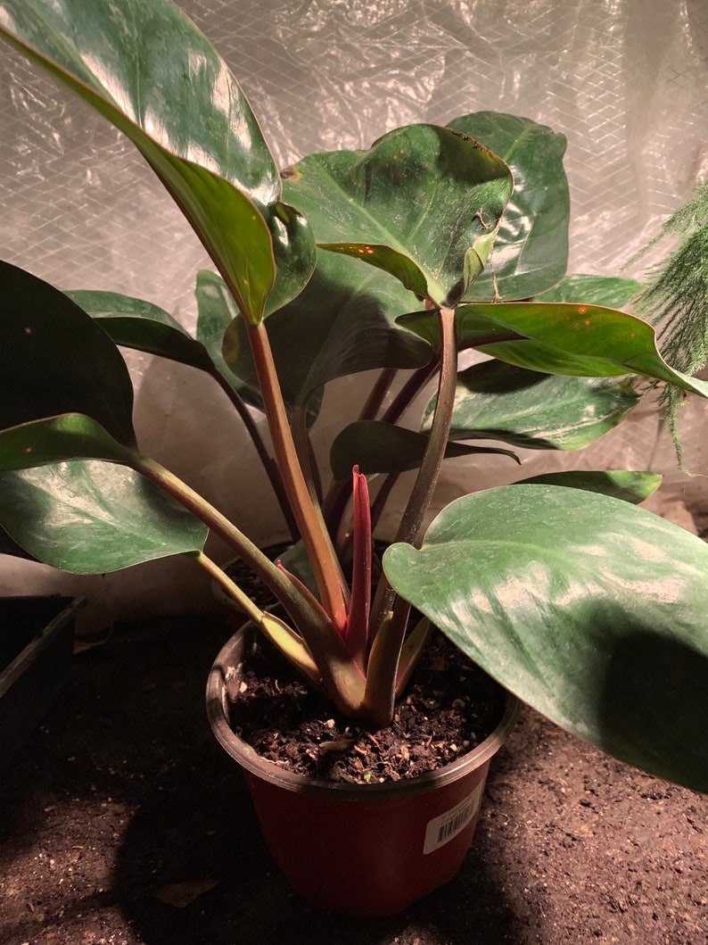 Live red congo plant. Indoor outdoor. Phidenphidon large