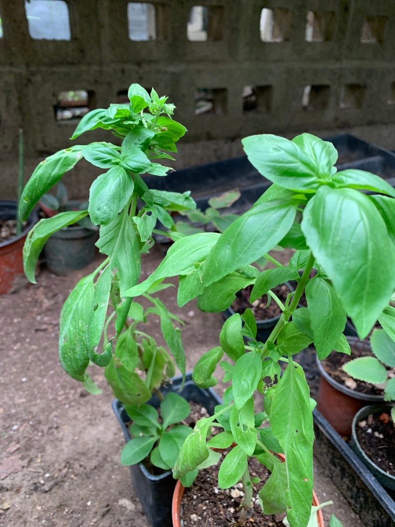 Live Basil sweet basil regular basil herbal plant 2 PLANTs Etsy