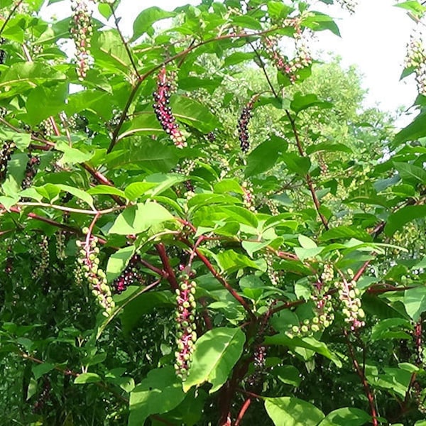 120 Organic Poke Sallet Pokeweed Seeds Phytolacca Americana Ophidian Farms 2024