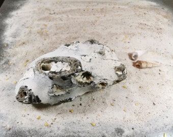 Chicken god, flint, hole stone, lucky stone, protective stone, healing stone, protection stone, stone natural stone from the beach on the island of Rügen