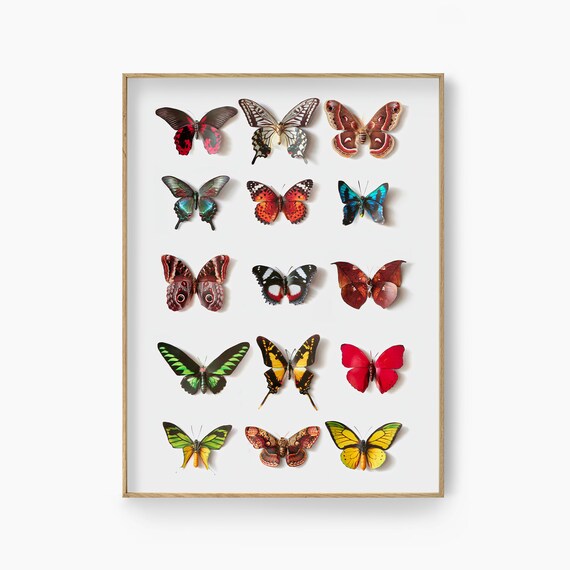 Colorful Butterfly Print Wall Art Butterfly Poster Download - Etsy