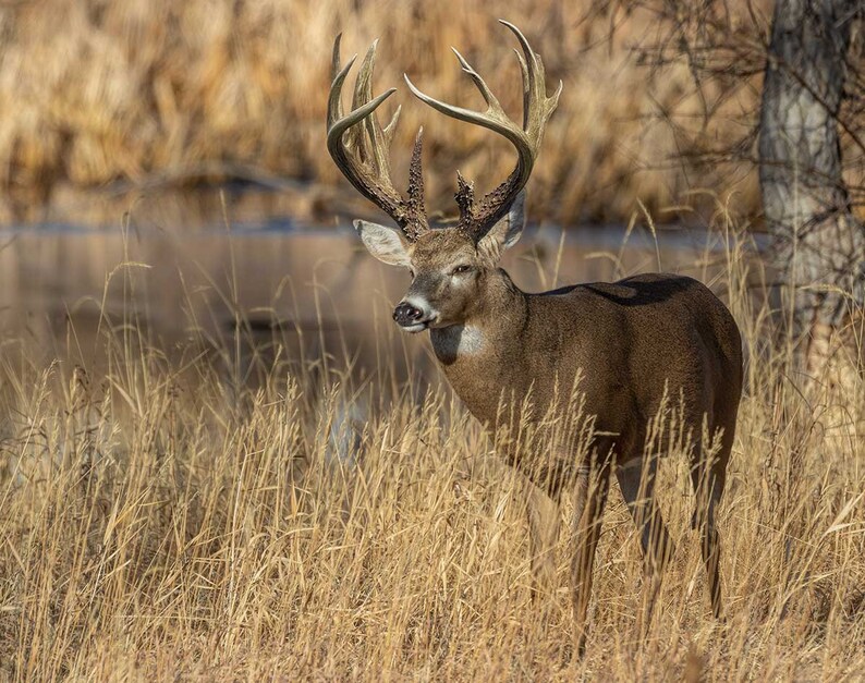 2025 Monster Whitetail Deer Wall Calendar 16month Xlarge Size 14x22