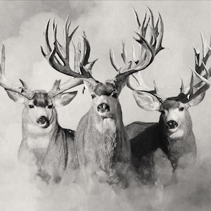 The Wild Bunch Light Mule Deer Print by Robert King, Mule Deer Trophy Bucks, Giant Bucks, Buck Print, Deer Poster, Racks, Cabin Woodland