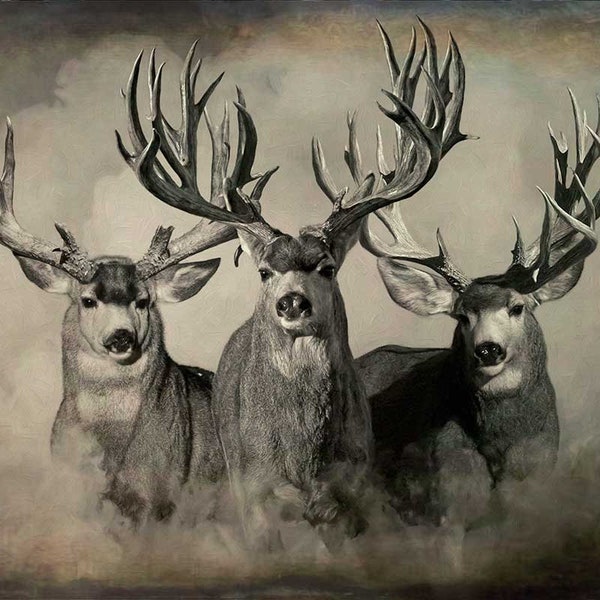 The Wild Bunch Dark Mule Deer Print by Robert King, Mule Deer Trophy Bucks, Giant Bucks, Buck Print, Deer Poster, Racks, Cabin Woodland