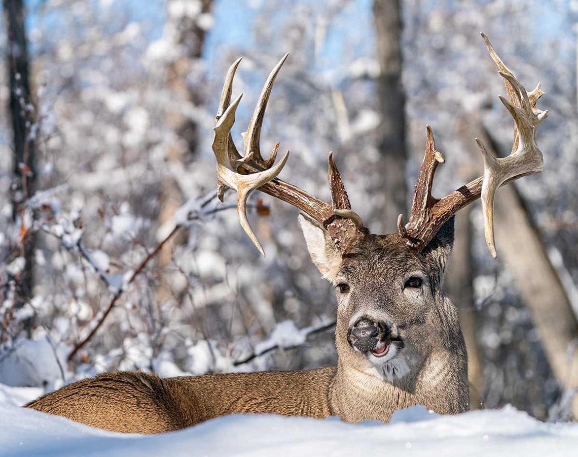 2025 Monster Whitetail Deer Wall Calendar 16month Xlarge Size 14x22