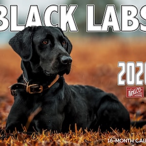 May include: A calendar featuring a black Labrador Retriever lying in autumn foliage. The calendar title "BLACK LABS" is displayed above the dog, with the year "2026" and "16-MONTH CALENDAR" visible. The dog wears a collar.