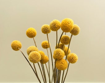 Dried Craspedia Stems (Billy Buttons)