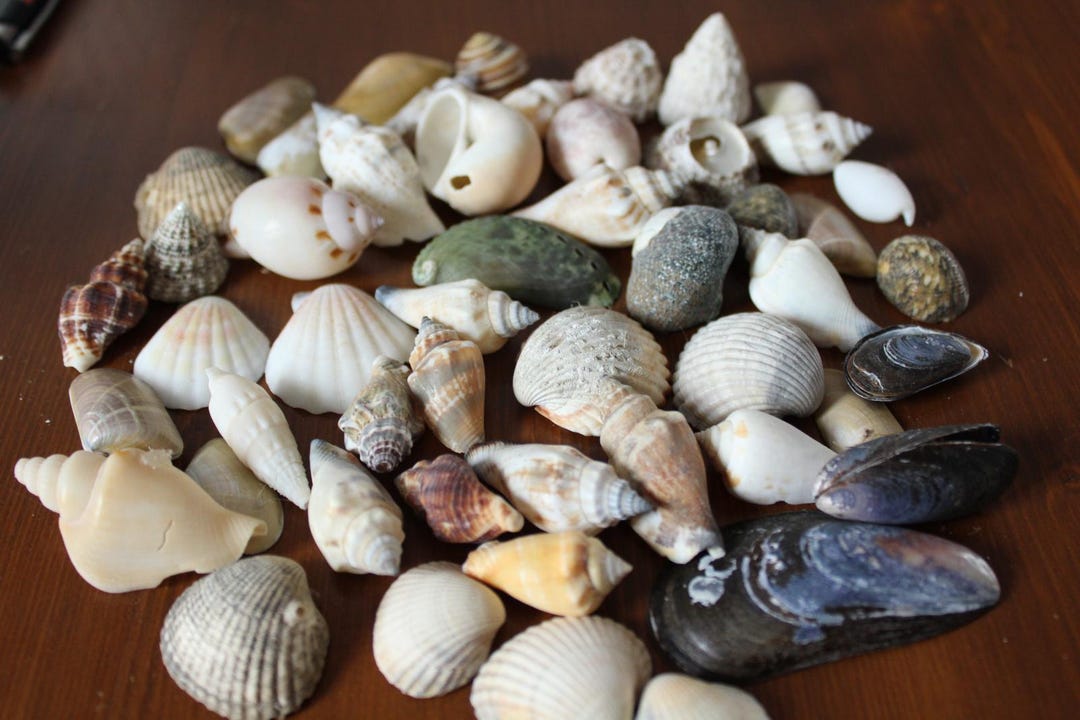 50 Shells and Snails Mix 5 - 2 Cm Crafting and Decorating - Etsy