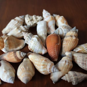 Puede incluir: Una colección de conchas marinas de varios tipos en tonos beige, marrón y blanco. Las conchas tienen diferentes formas y tamaños, con formas espirales y cónicas. Algunas conchas tienen superficies texturizadas, y una es de color marrón anaranjado vibrante.