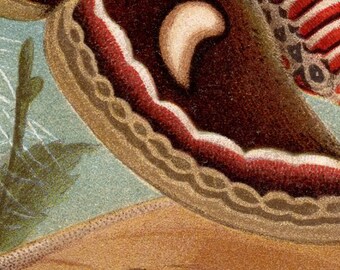 Heerwurm Wald Lichtung Raupen Schmetterling Stich ca 1890 von Friedrich Specht