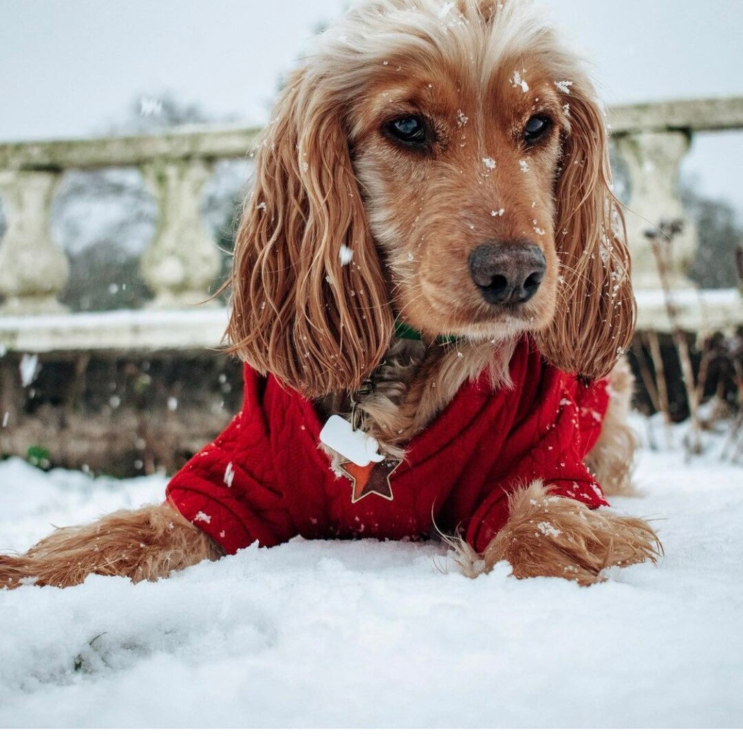 Hond kerst trui hond kerst trui rode kabel gebreide hond Etsy Nederland