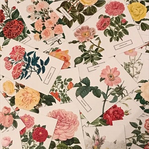6 cartes postales illustrées roses du jardin botanique de New York